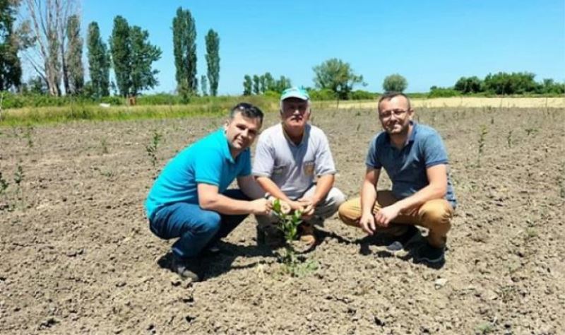 Bursa tıbbi aromatik üretim üssü olacak